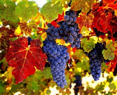 Употребление винограда предотвращают сердечные приступы и инсульты